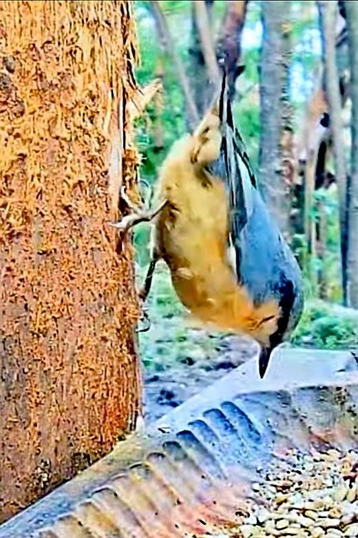 livebirdspoland_867adf9cc9db46a166c6162cf064147c.jpg