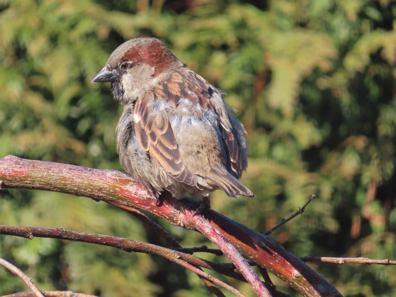 livebirdspoland_f81c792d4ea97ccc62e04a7b6673b5d5.jpg