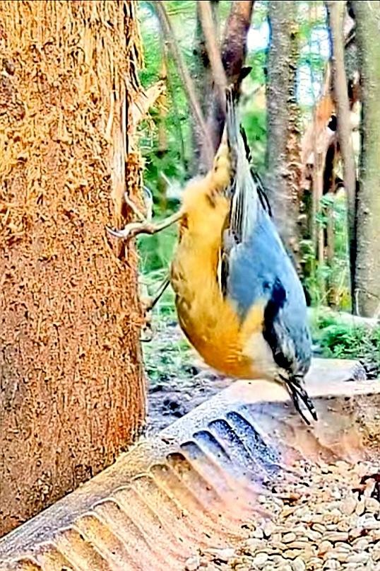 livebirdspoland_2933e2c2de29664b03bf9393eaf29109.jpg