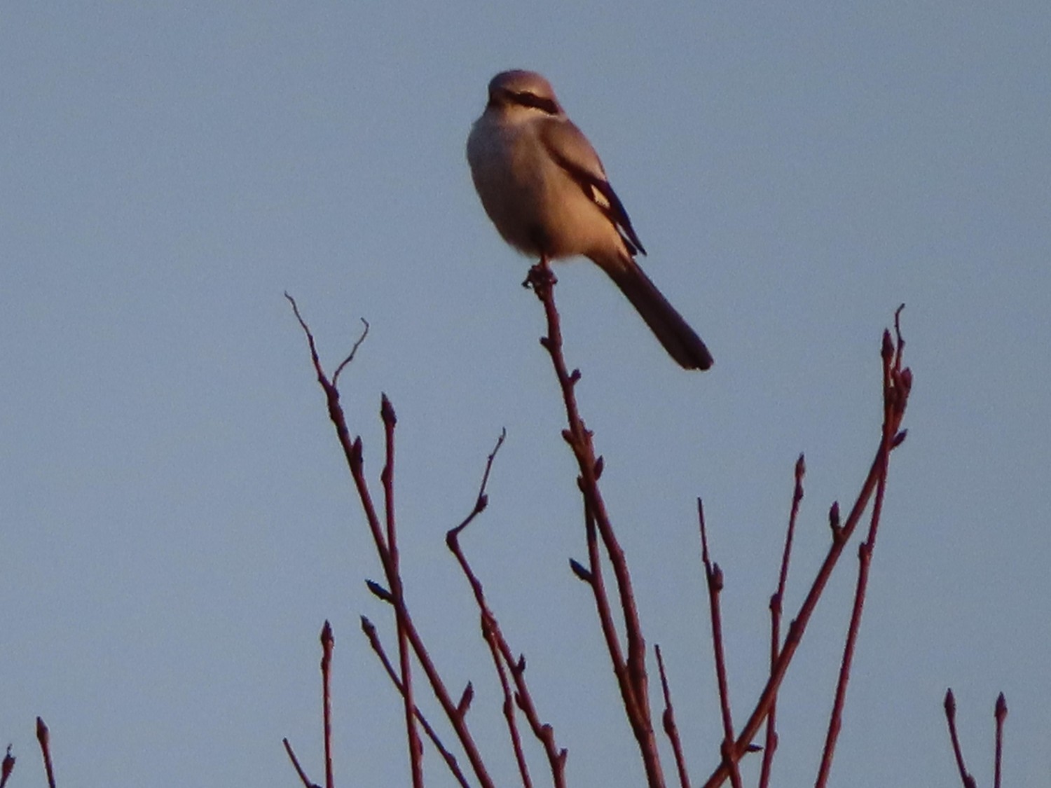 livebirdspoland_c5666737af611d53a2adb87bb89e6c9f.jpg