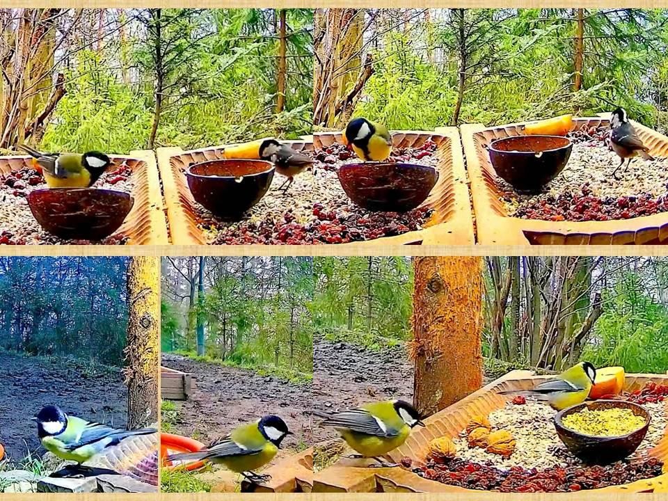livebirdspoland_576378088802fa07c7a3473bd046b4c8.jpg