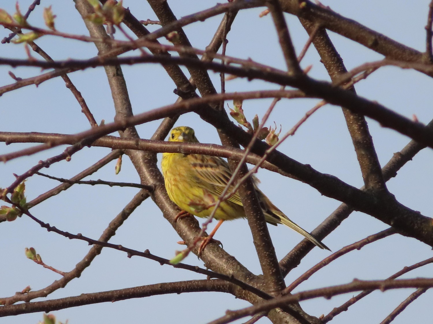 livebirdspoland_5bd79abd3ecb186e9f7eba11f13df5d4.jpg