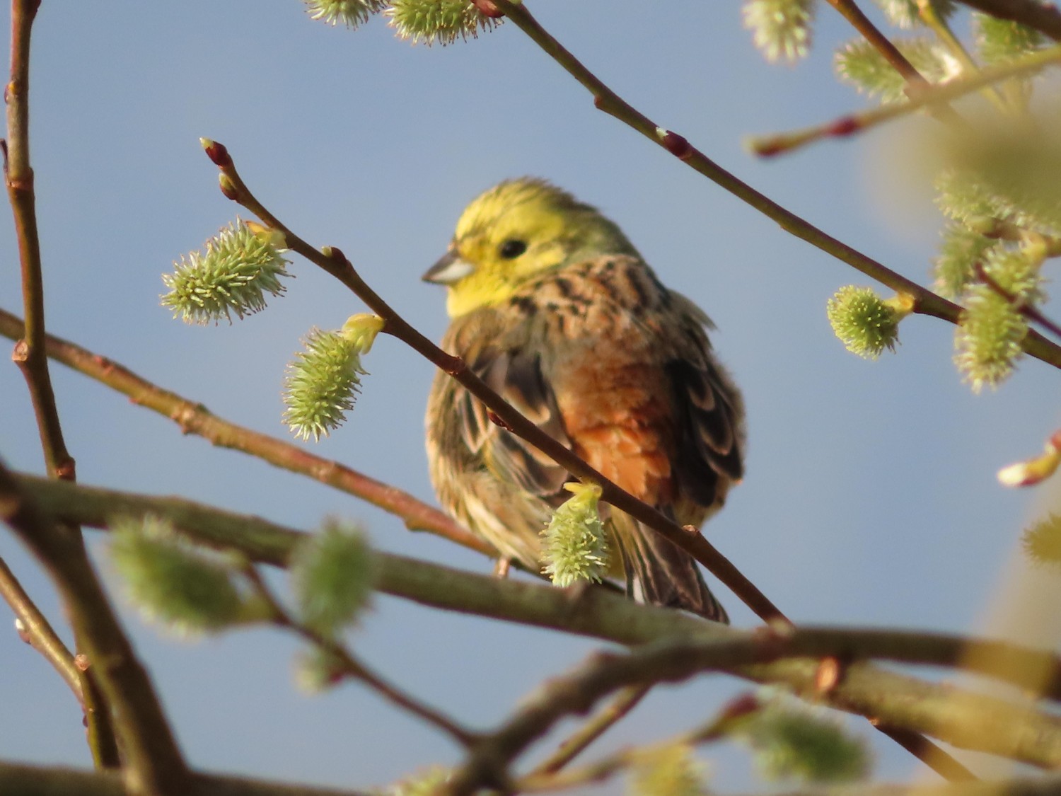 livebirdspoland_78d91d483421ca2d82de970a9ce8e342.jpg