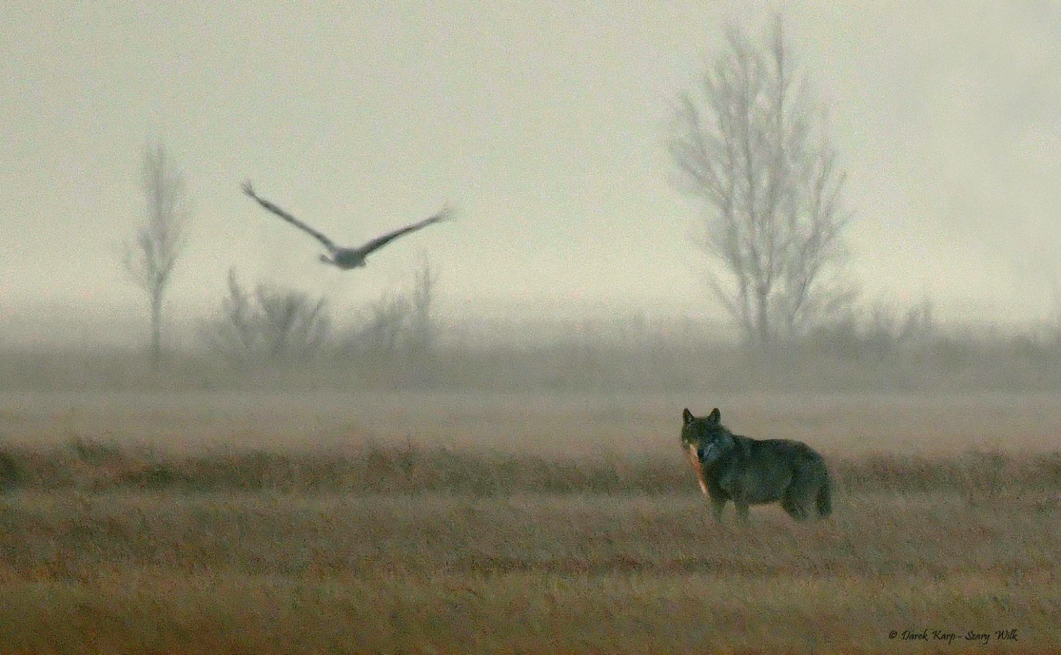 livebirdspoland_5480891fb44ccbc630edc2d2eccef96b.png