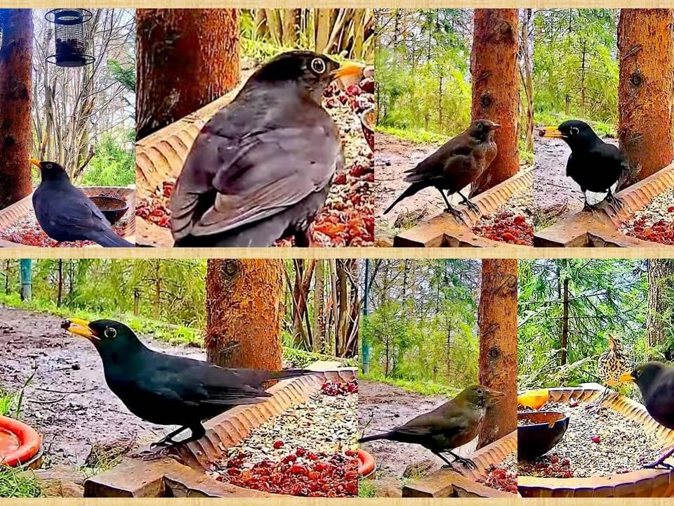 livebirdspoland_3e3da98f202d199e8c563ea7ba3b0b45.jpg