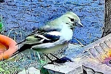 livebirdspoland_1507e6d12c954ca6058236b22b1a1394.jpg