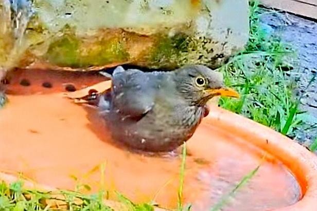 livebirdspoland_ee3f4c4a523f4dea4d6d2bba150aa6b4.jpg