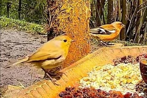 livebirdspoland_02e22bba4636ee056b879ede36369ec7.jpg