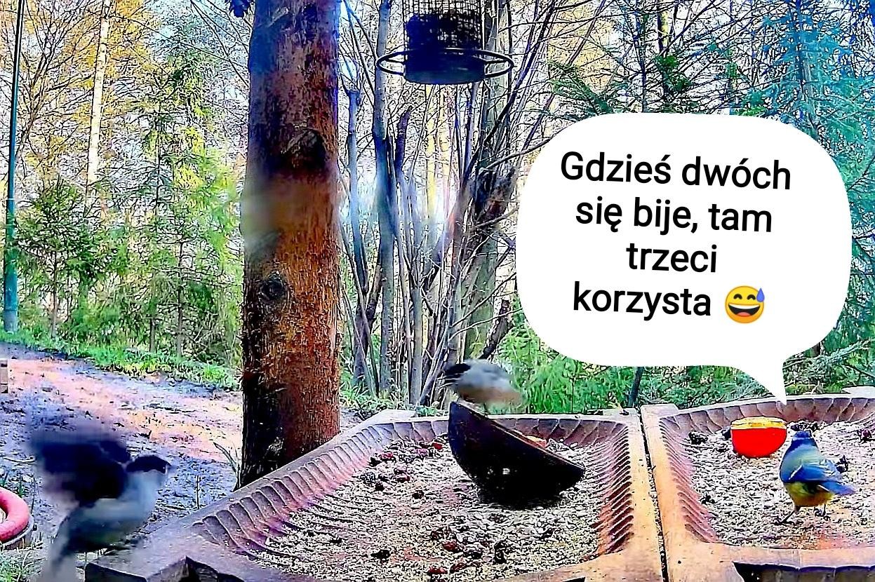 livebirdspoland_97f1aa0657dbd36ed2d947f4f6b8b679.jpg