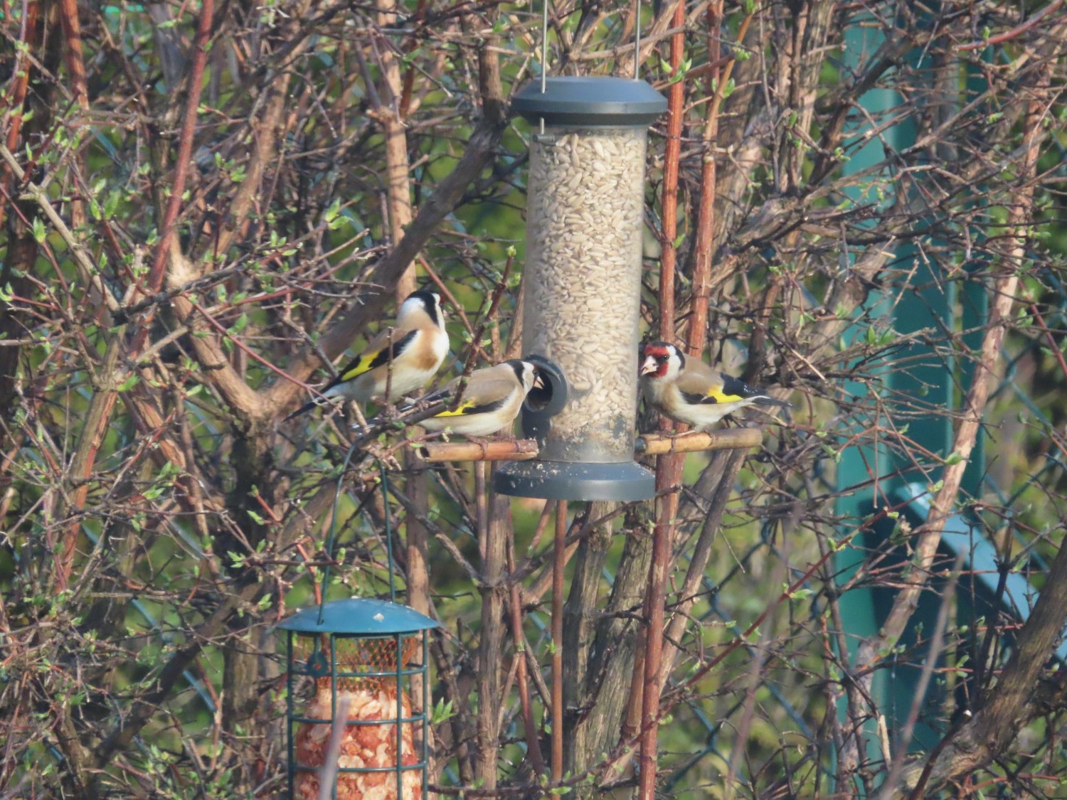 livebirdspoland_e5aa82cb182e264d44cb52afb82016e4.jpg