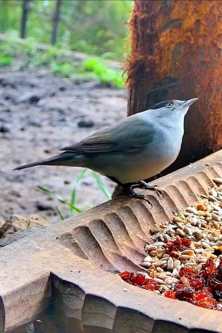 livebirdspoland_e0885af86720d36528d6f31cff7863d7.jpg