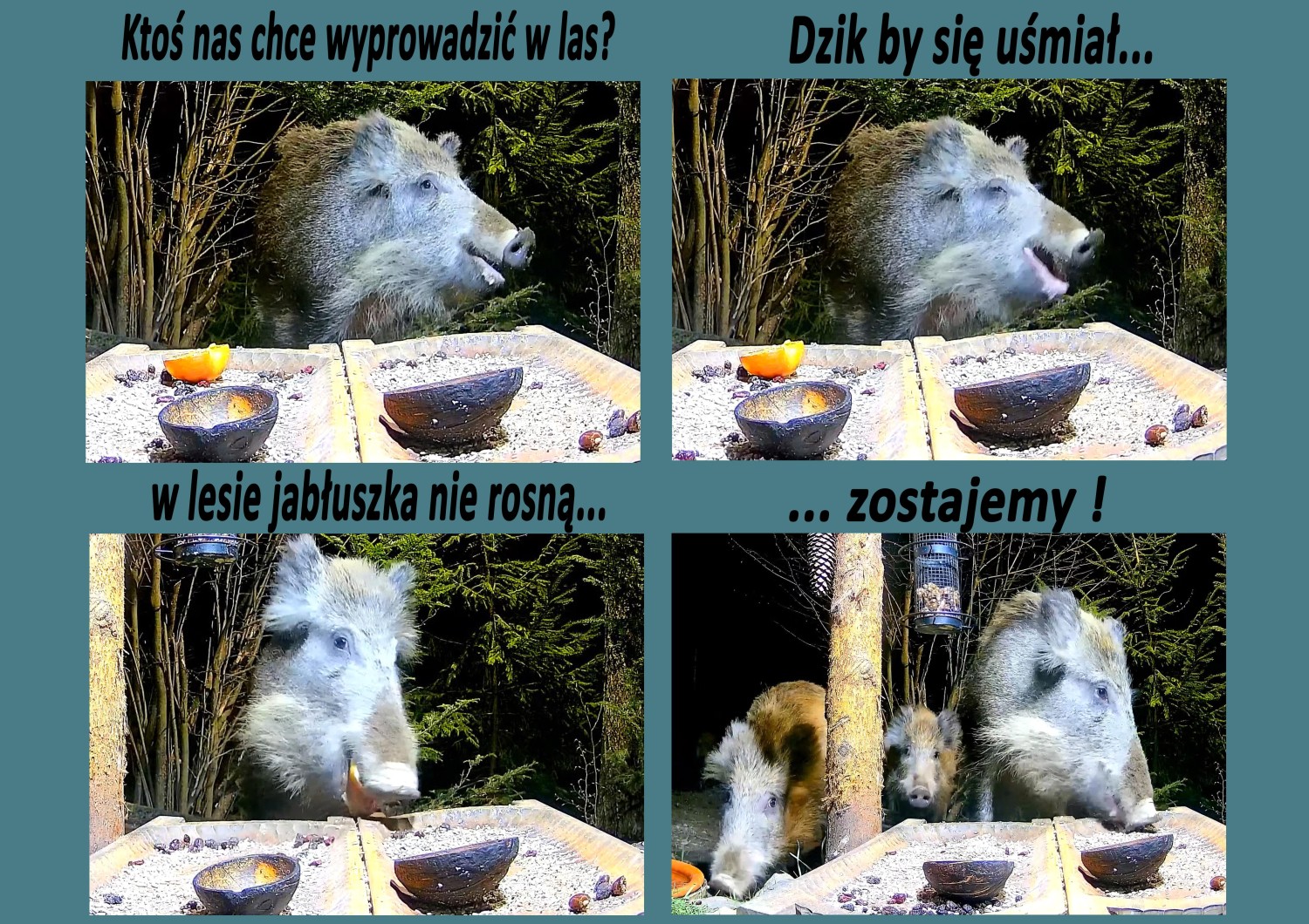 livebirdspoland_1ca4a1d1b63170c6b90ad36fead27dc1.jpg