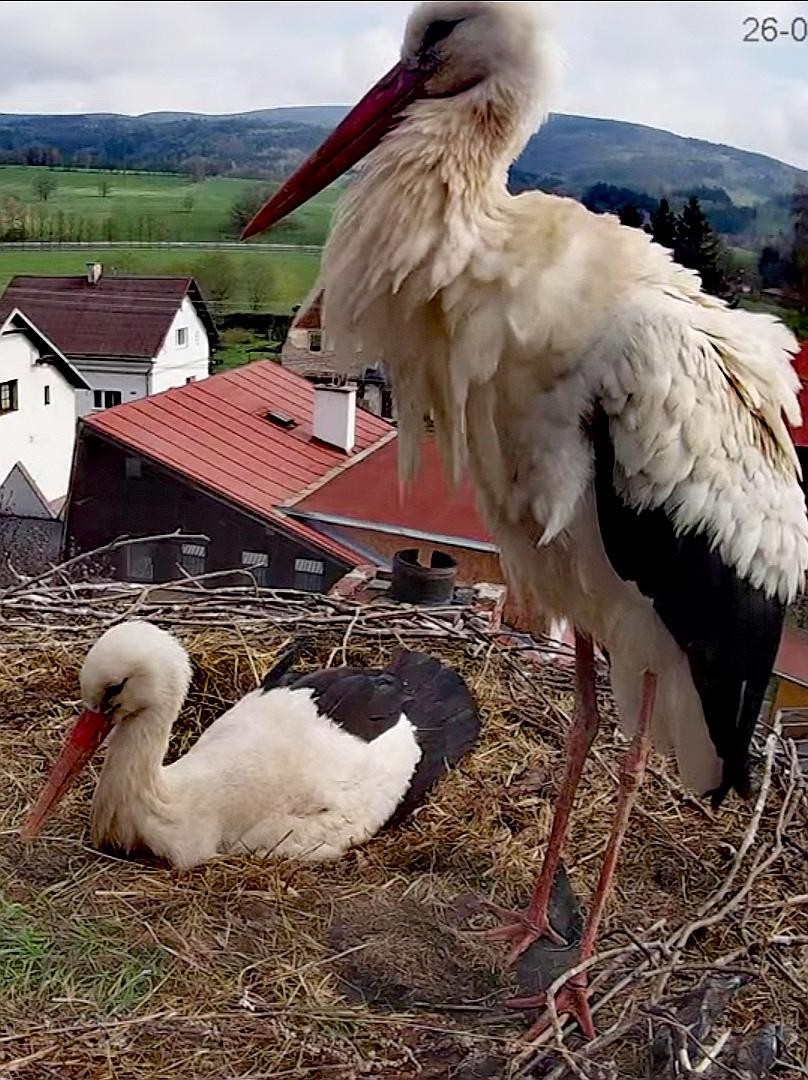 livebirdspoland_fe54588f37b3825c68c24ff0866b914f.jpg