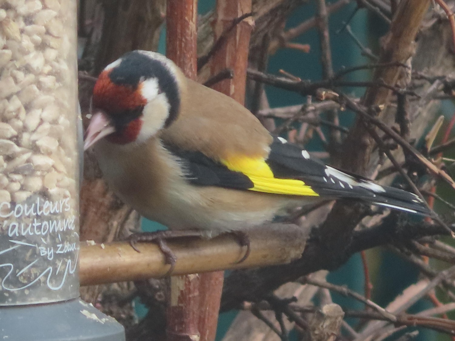 livebirdspoland_164df931d99b4ae3f8b8bbade2a3cffd.jpg