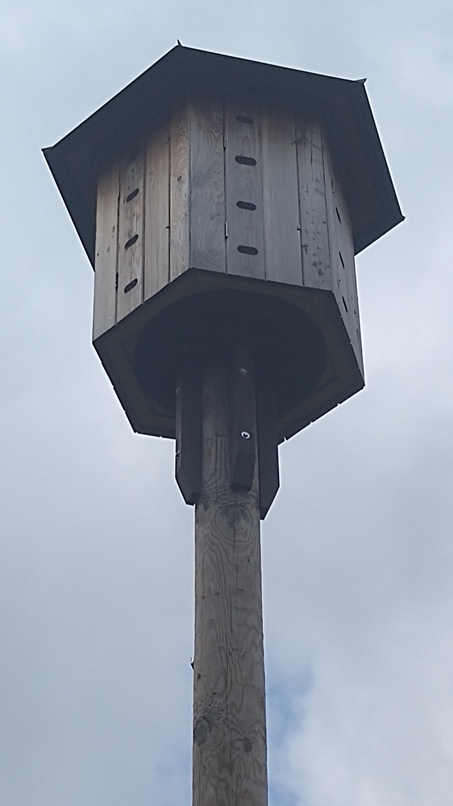 livebirdspoland_c9b0601b61a08eb953f1def981447be8.jpg