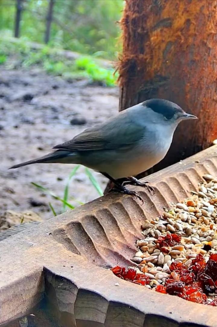 livebirdspoland_681cd2589a9abde2edecca3f45c5ab1c.jpg
