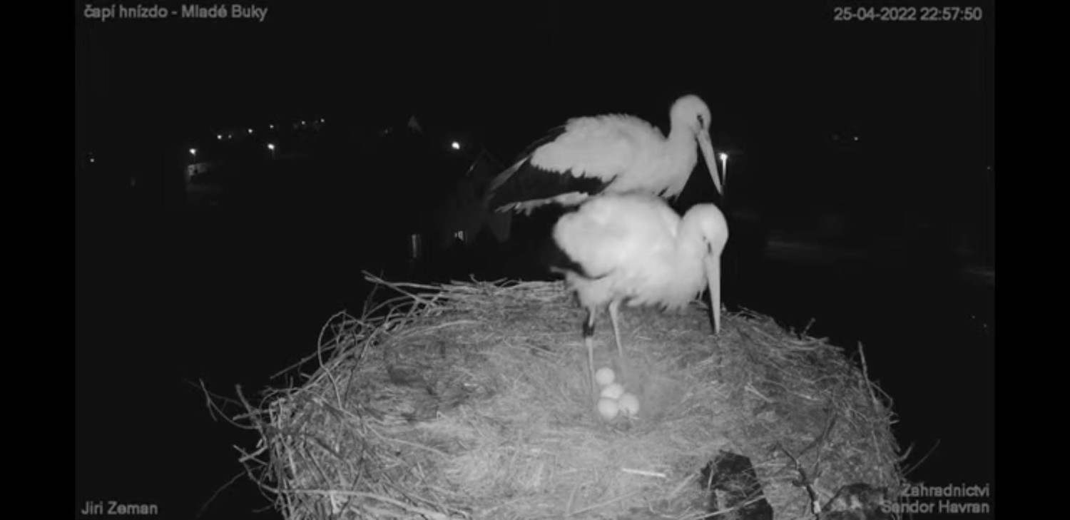 livebirdspoland_801758dfef786c4eea5a2d923926b634.jpg