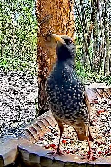 livebirdspoland_d151c56a002e6edcf3277d327134c836.jpg