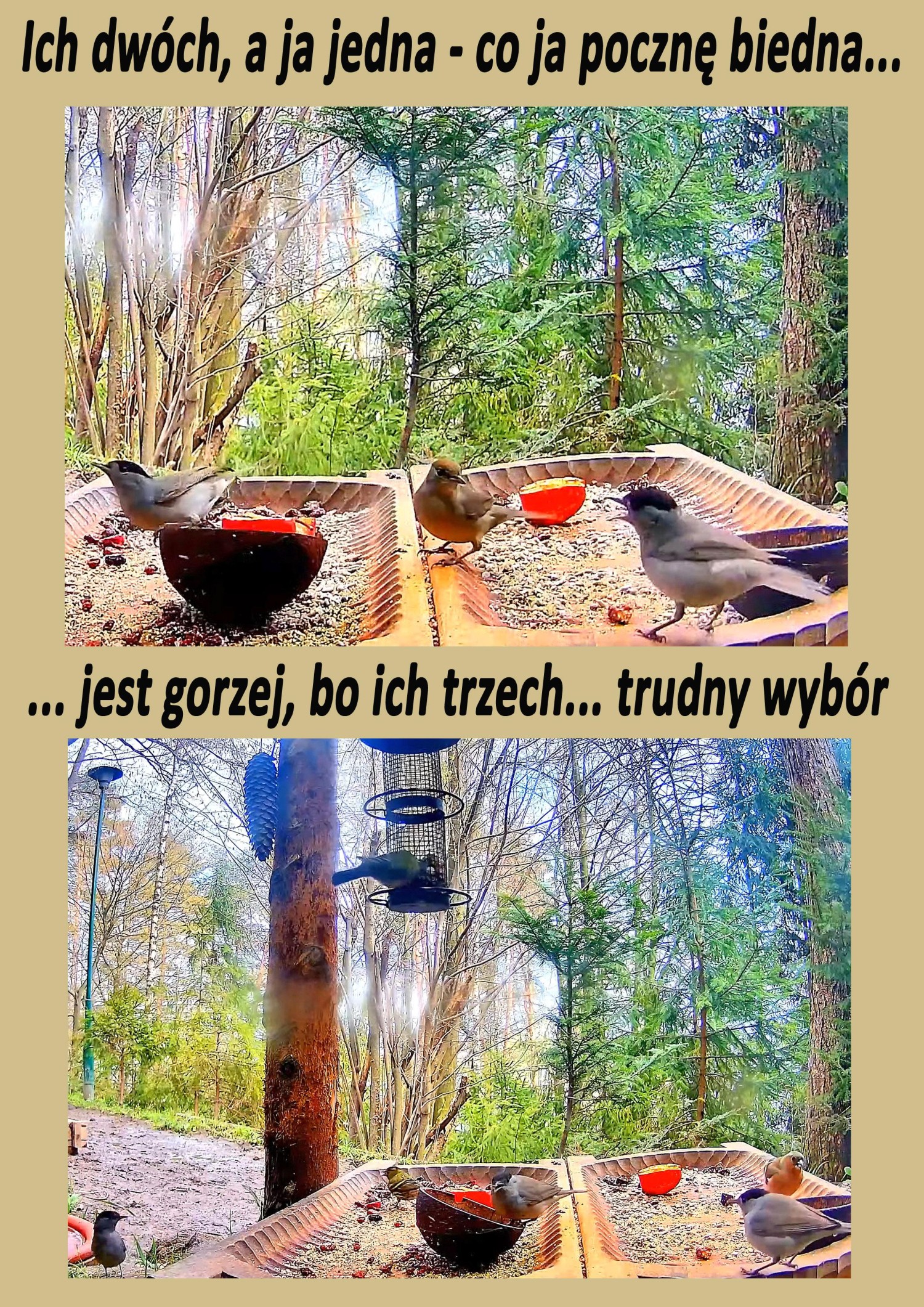 livebirdspoland_648be148ee087c89f2edc0dd4c4d265e.jpg