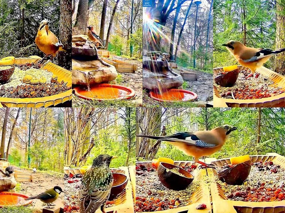 livebirdspoland_56bdf528c662545ef77dba1767b55775.jpg
