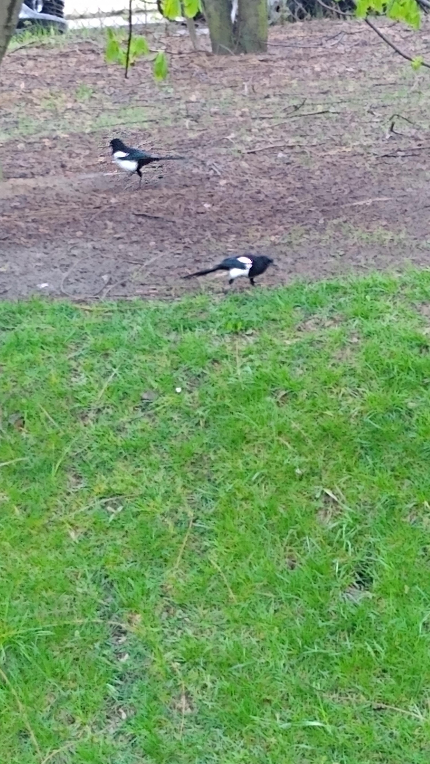 livebirdspoland_853390dab1e03099436d6c40ba7aa168.jpg