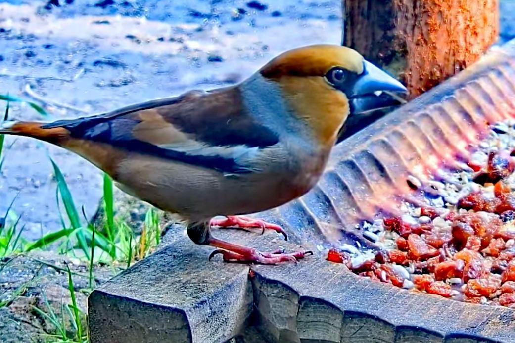 livebirdspoland_acdf2ab72b3bc973f06b1a4b42667689.jpg