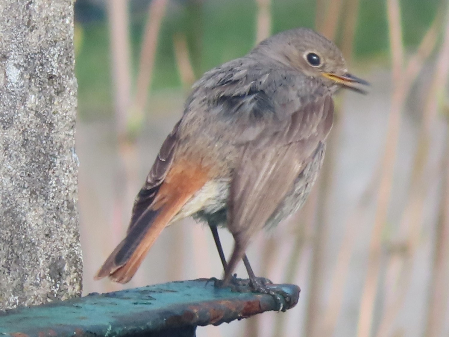 livebirdspoland_f4671e313cfabf6945d89b7cbe4ad7bf.jpg