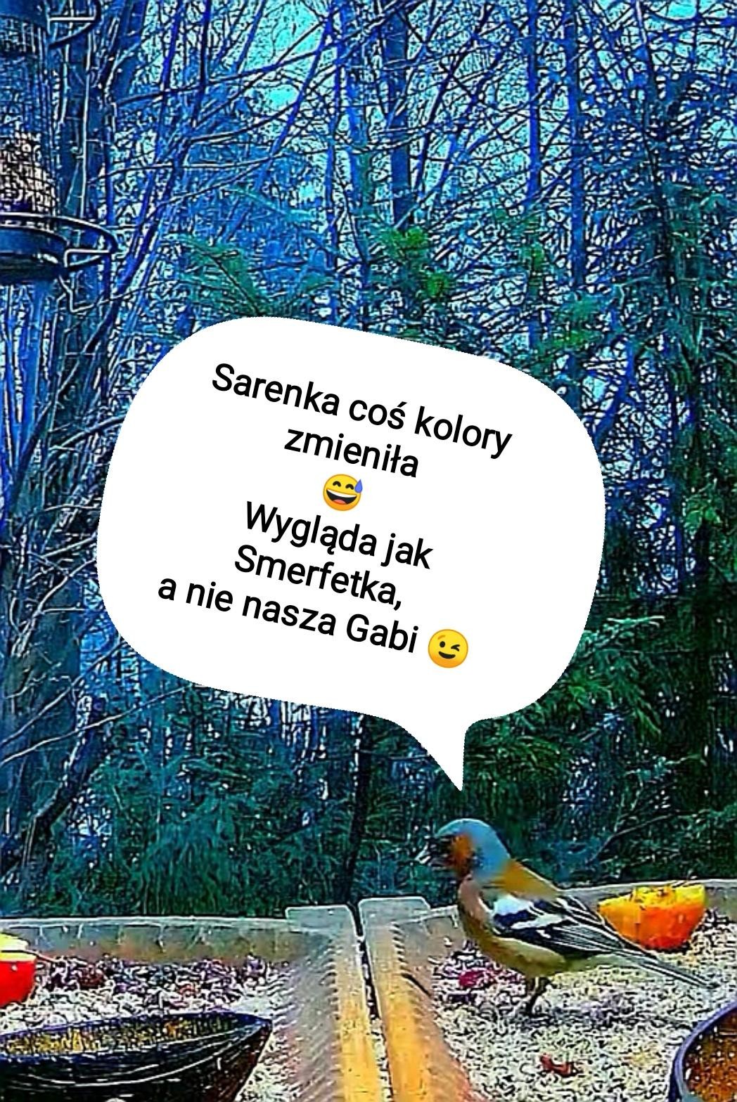 livebirdspoland_b60737153e8794e60b472c0439046d30.jpg