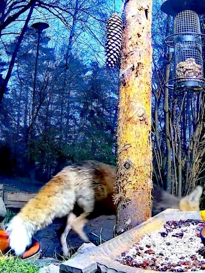 livebirdspoland_39e28bc5eae86abc0b0919f7bce03c19.jpg