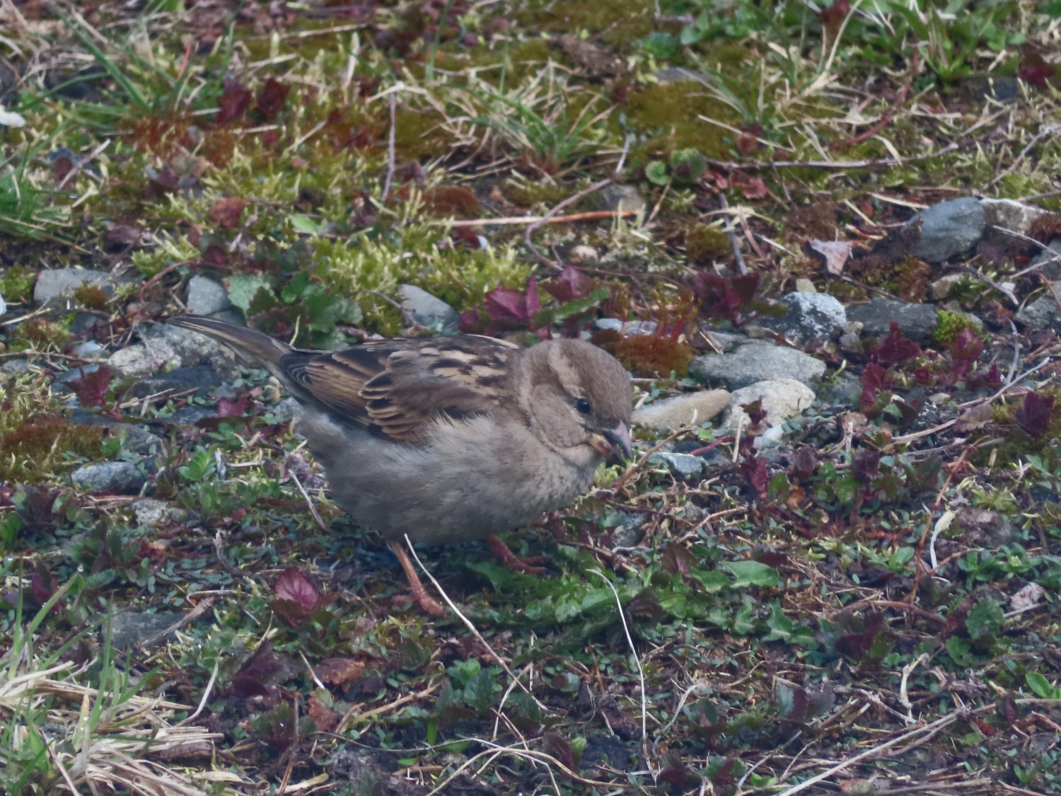 livebirdspoland_1a498ca377dd743fb83ec16884899c9f.jpg