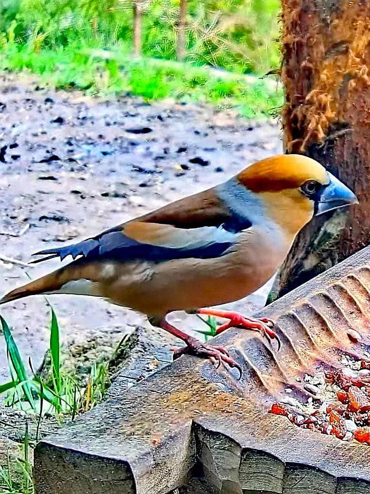 livebirdspoland_b499c912e99b48ea767069a7613a6267.jpg