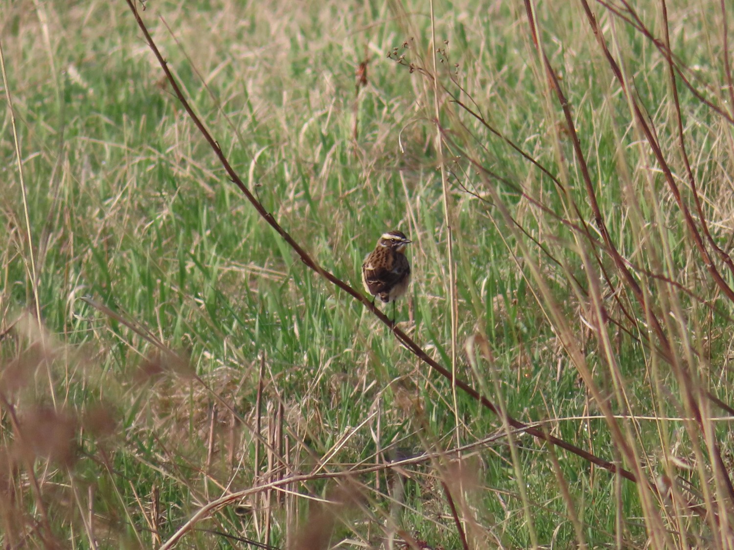 livebirdspoland_e1068446b20a276afc12856a629ae6cd.jpg