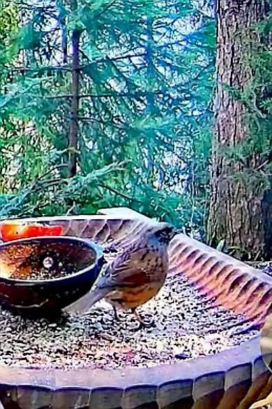 livebirdspoland_ce46eaec5daf1487c463378c24a347eb.jpg