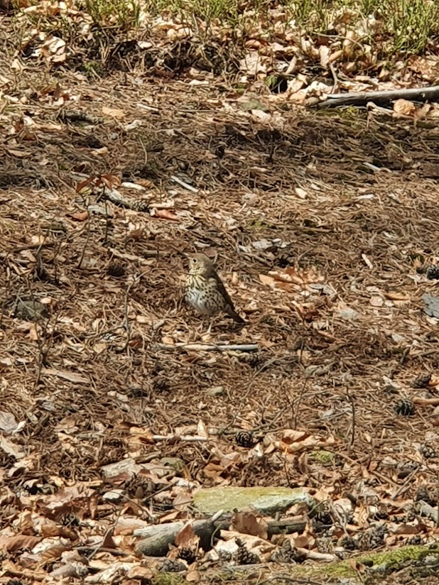 livebirdspoland_c80b841c1d51f9e61608bf072658068f.png