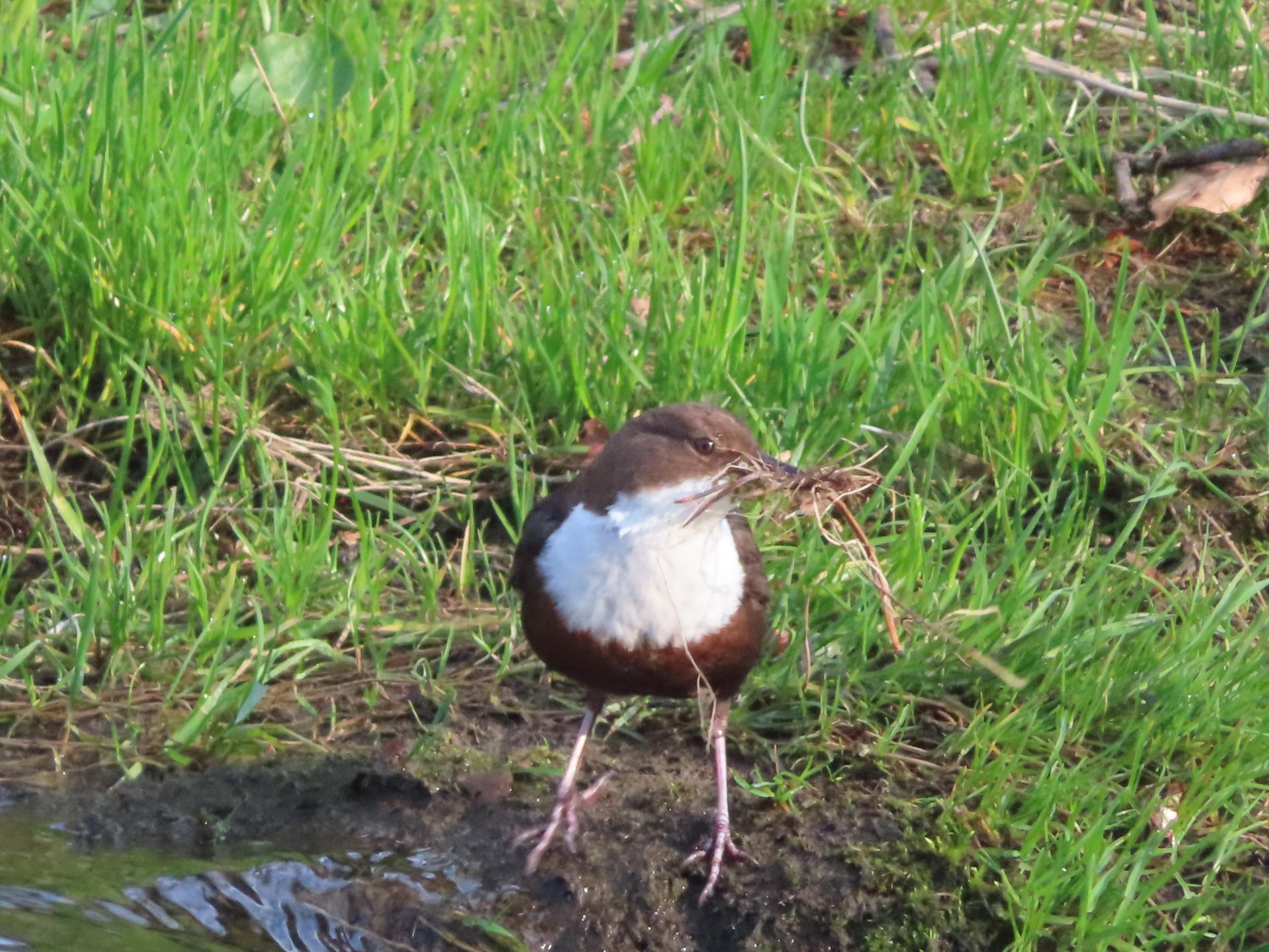 livebirdspoland_a6e345d9b494d989ef5e137163cfb362.jpg