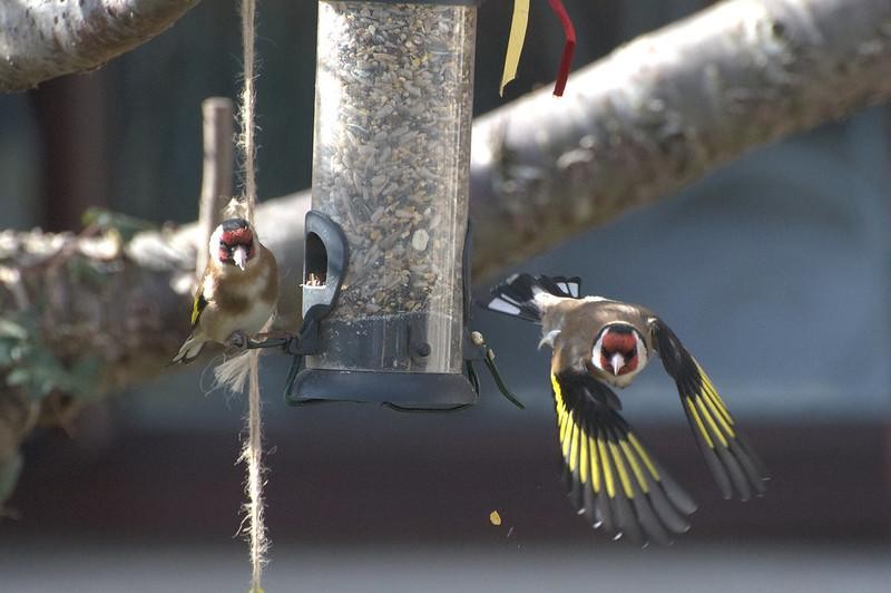 livebirdspoland_7c6ac62b5e417f776cedeca801fc4dda.jpg