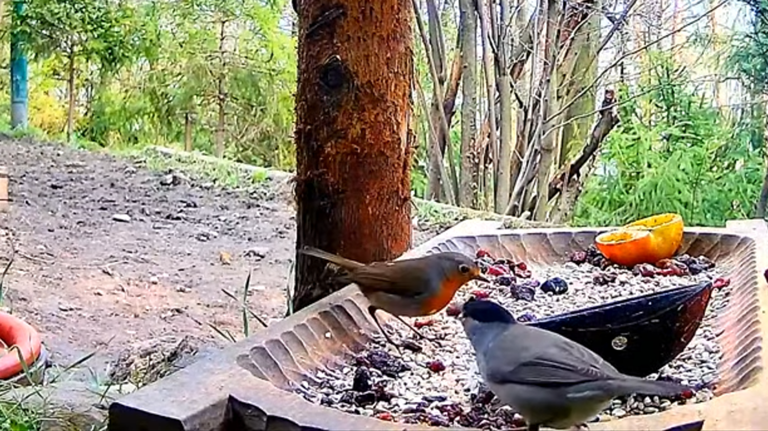 livebirdspoland_8509f6c6ee07a24a3d3d23ab8b82d24d.png