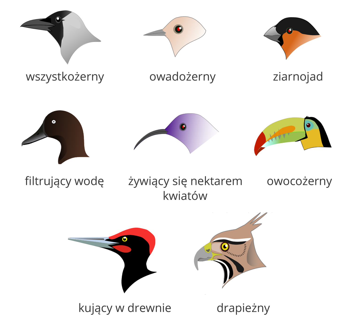 livebirdspoland_9ab8d1acf3bbad595162f746445c8f92.png