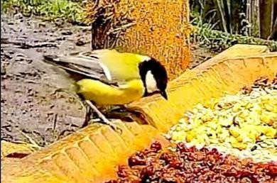 livebirdspoland_88b8b02e89a9bb0c937d90936f638383.jpg