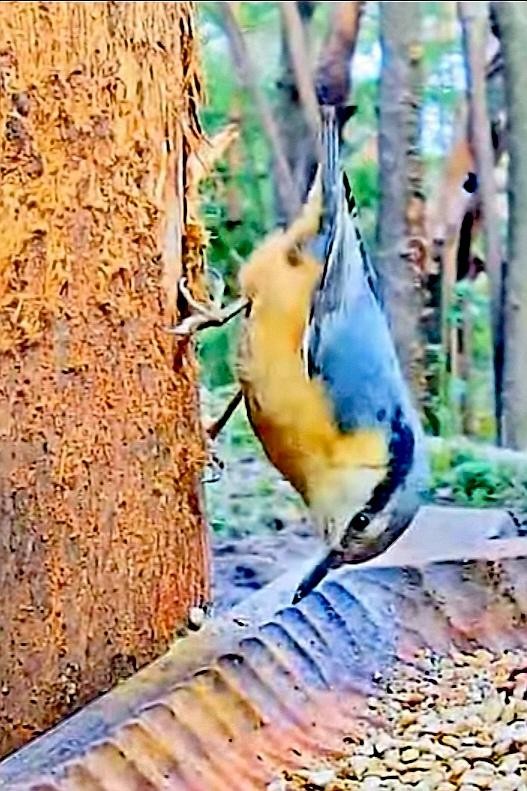 livebirdspoland_af6f23af17b3e48b967bd8e7b3731576.jpg