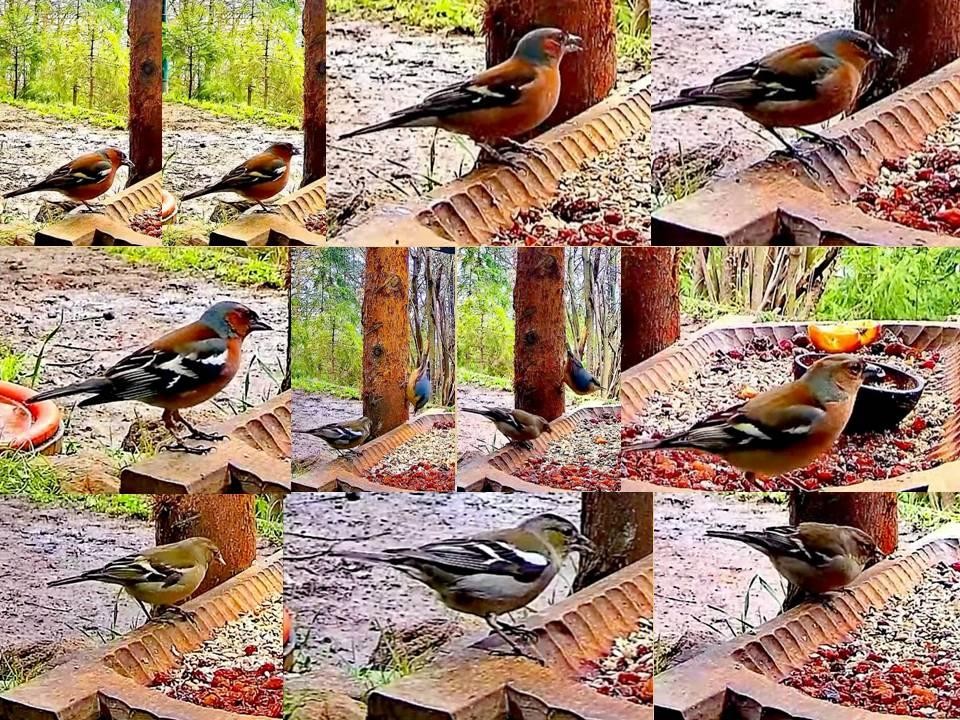 livebirdspoland_db9ad2563df8acec2938a5488836e672.jpg