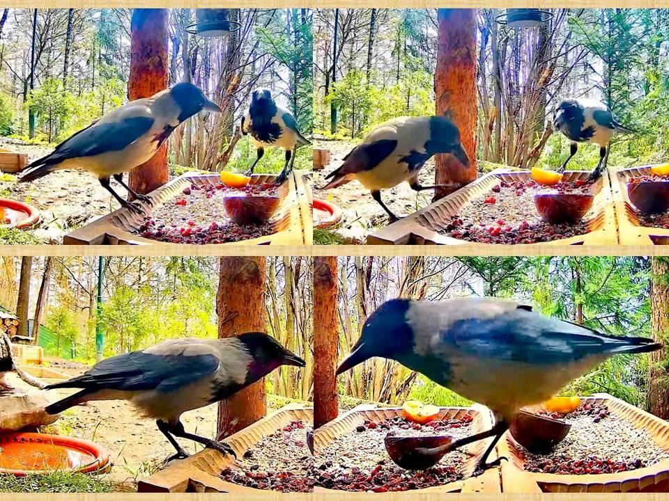 livebirdspoland_5904ca17b057cc224c936b31f3425cbd.jpg