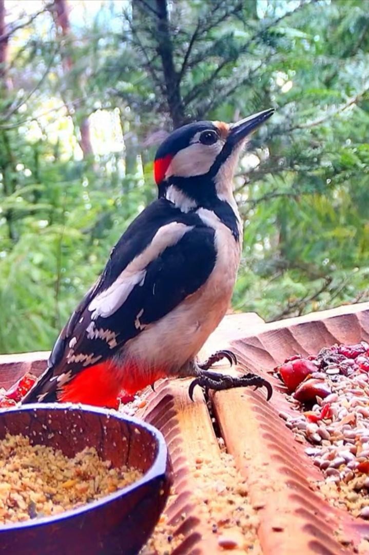 livebirdspoland_1794066a9853a905cea4dbb601a6d391.jpg
