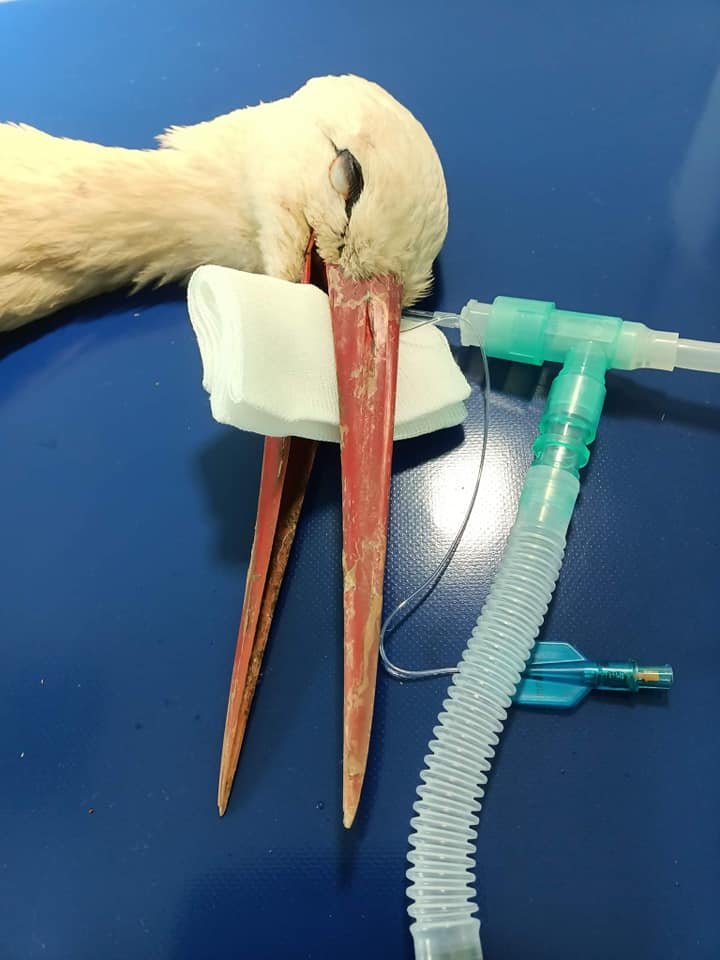 livebirdspoland_16ad8a54c74dfbd2f8abcbcf565d5864.png