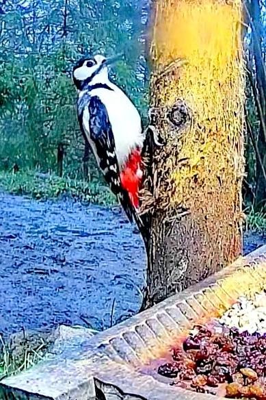 livebirdspoland_45b1318ae9d98b8b71375af0bc736dab.jpg
