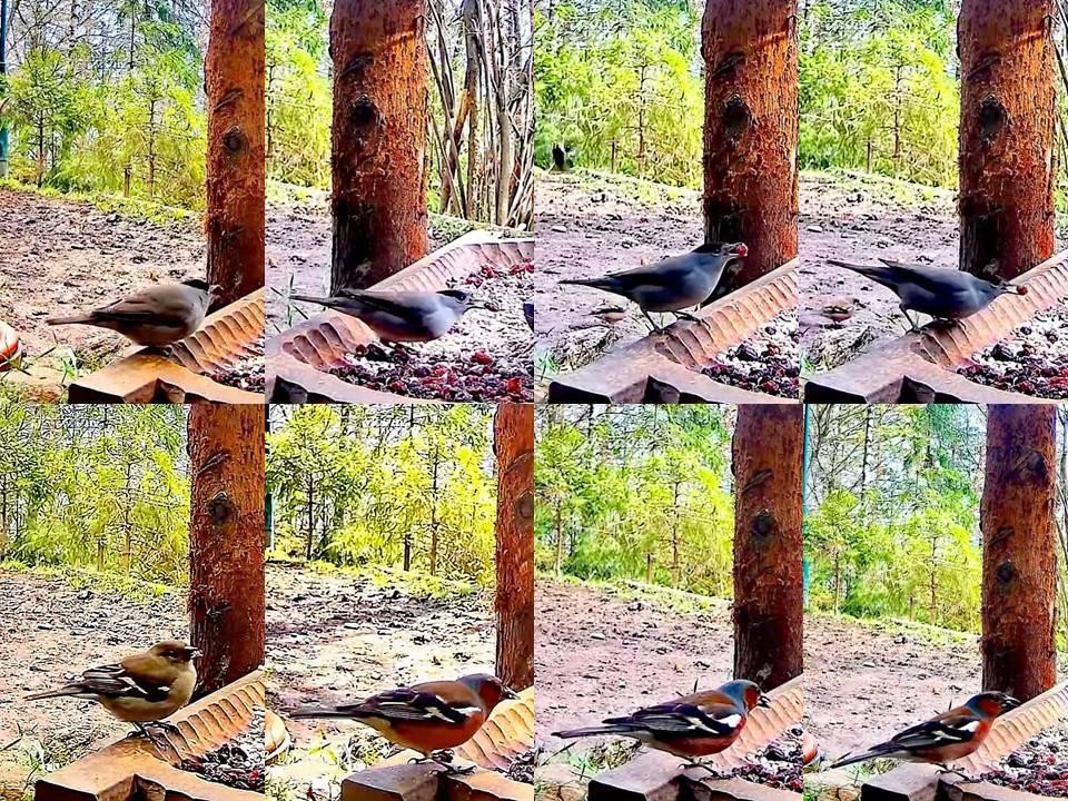 livebirdspoland_29aea7d14ecd984befe3c4ba9f0c03b5.jpg