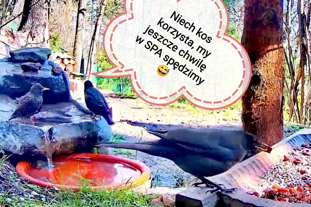livebirdspoland_c556001b9a7beb979ee0407dfd8a9654.jpg