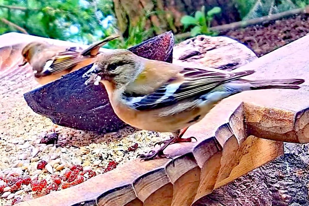 livebirdspoland_4528d2f6d61a24072927f0d34f252df5.jpg