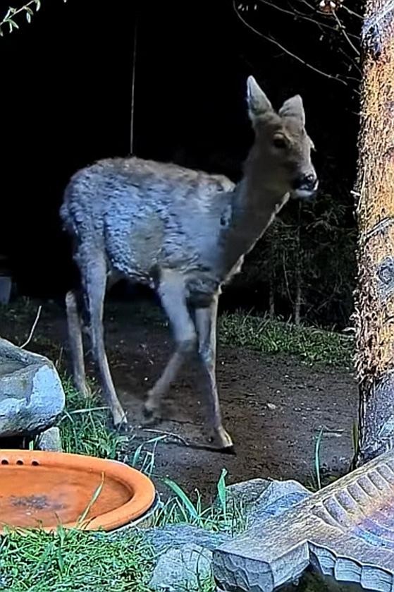 livebirdspoland_0aa14e7833c3999207509c2b457114ac.jpg
