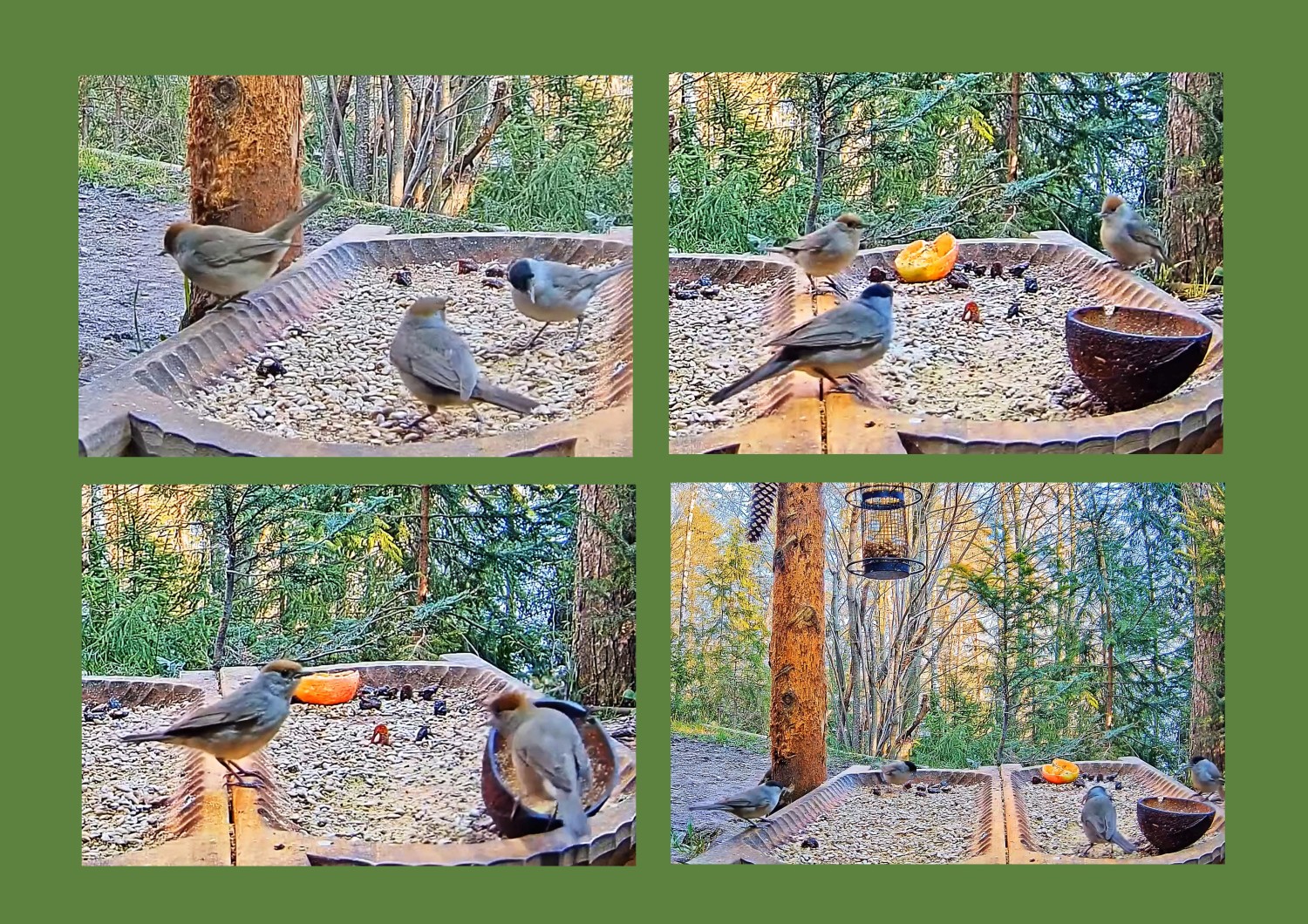 livebirdspoland_4a8e25316705000ec0a4d1c7d4e31667.jpg
